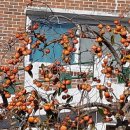 감나무집.홍시 이미지