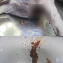 배박사 동물병원 | 화성 남양동물병원 강아지 물똥, 반복된다면 장 문제를 의심하셔야 합니다.