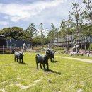 토종흑염소농장 이미지