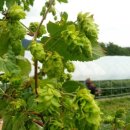 홉 호프 이미지