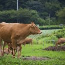 풀로만목장 이미지