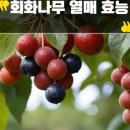 회화한의원 | 회화나무 열매 효능 감기 잦은 사람에게도 괜찮다는데요?