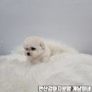 똥꼬 발랄 펫샵 이미지