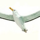 알바트로스 이미지