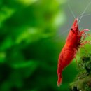 킹콩아쿠아 이미지