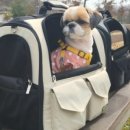 펫 & 쇼핑 이미지