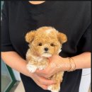 이정훈 강아지 이미지