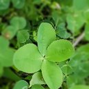 네잎클로버 이미지