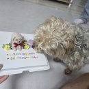 개빵뜯어먹는소리 이미지