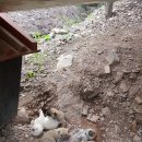 풍산농장 이미지