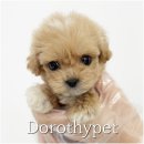 동편동물병원 | 대구강아지분양 깜짝깜짝 놀랄 때가 있어요ㅋㅋ