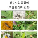 경포도립공원의 육상곤충류 현황 이미지