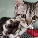 압구정 동물의료센터 이미지