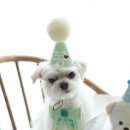 댕댕상점 이미지