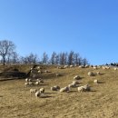 우산목장 | 대관령 양떼목장 (겨울 체험, 입장료, 방문 후기)