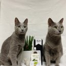 청한농장 | 청한농장 국내산은행 발효액,은행식초 추석 선물로 좋아요.