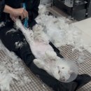 서울고양이미용실 이미지