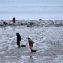 동국어패류 | 전북 부안의 뻘낙지, 갯벌과 사람이 함께 만든 전통 어업문화