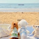 예쁨중DOG 이미지