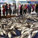 거제대구수산물축제 이미지