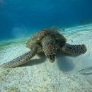 해상농장 | 보홀 투어 종류 총정리 해상투어부터 육상투어까지