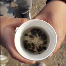 달팽이방갈로 이미지