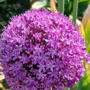 알리움 앰버서더 이미지