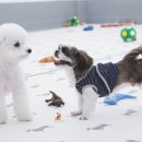 퍼피스프링 이미지