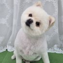 도담애견 이미지