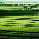 만주농장 이미지