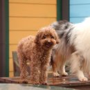 밸런스독 이미지