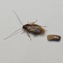 도봉-도봉-서울도봉-2349 이미지