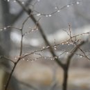 보리수다방 이미지