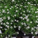 시인의마음 이미지