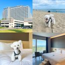 애견호텔 나무야 | 강릉 세인트존스호텔 펫룸 애견동반 호캉스 내돈내산 후기