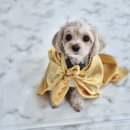 개스트룸 이미지