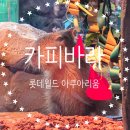 신비한 동물병원 인센텀 | 잠실 롯데월드 아쿠아리움 벨루가 카피바라 체험 할인 예약 주차