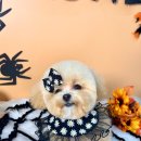 앙볼리펫살롱 이미지