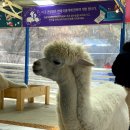 우리민박 | [강원/평창 봉평 1박2일] 팔석정 송어횟집, 화이트캐빈(숙소), 휘닉스파크 루지랜드, 효석달빛언덕...