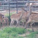 사슴농장 이미지