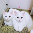 형제미가