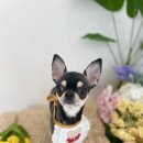 댕그리 펫 살롱 이미지