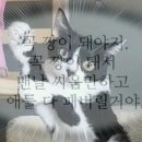 왕발고양이