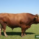 죽포농장 이미지