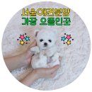 (주)한타특수운송 신항지점 | 서울애견분양 가장 으뜸인 곳