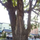 태춘당약국 이미지