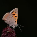 골프존파크 남악뉴캐슬점 | 전라남도 목포시 골프존파크 남악 뉴캐슬, 가격, 위치, 후기