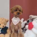 스타일좋개 이미지