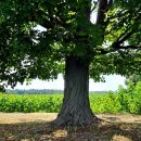 해바라기농장 이미지