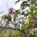 영남대석사 동성태권도 | 🇺🇸 미국_ 다시 LA로 빽 2일